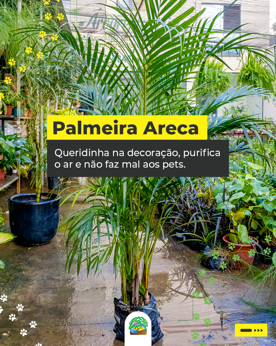 Carrossel Plantas Seguras - Tela 2