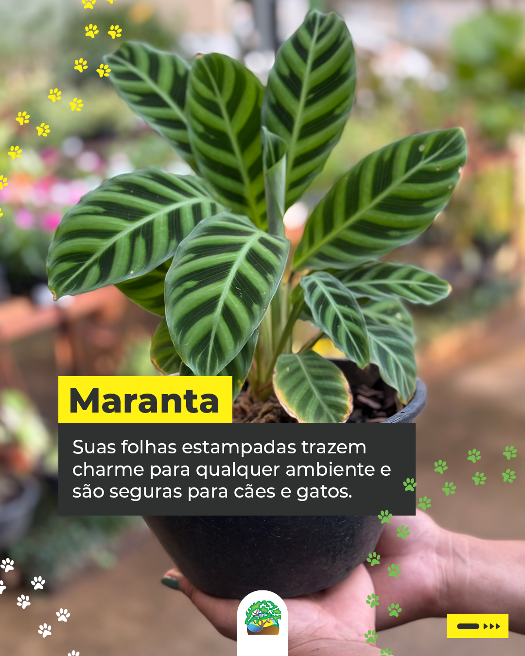 Carrossel Plantas Seguras - Tela 4